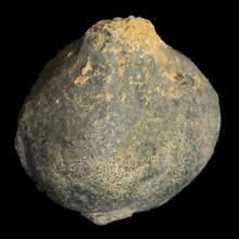Fossile d'un oignon de crinoïde elegans